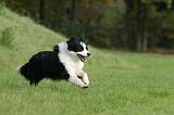 BORDER COLLIE 1395